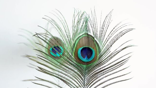 Colorful Indian Peacock feathers isolated, Peacock green and blue plumage moving in breeze or wind 4K slow motion video footage India.  interior decoration material.