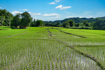 Fototapeta na wymiar Northern Thailand rice terraces with a blue sky and a few clouds