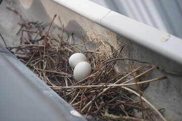Couple of pigeon eggs in nest