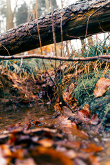 Bilder aus einem Herbstwald mit schönen orange Tönen