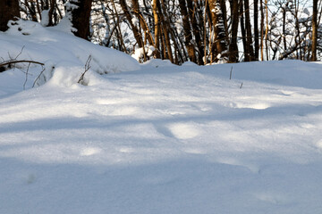 Snowy forest on a frosty day.