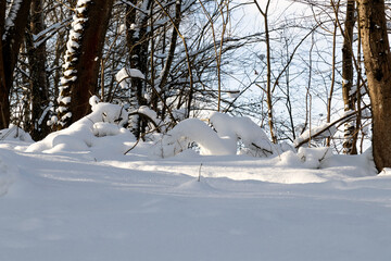A tree branch covered with snow. Freezing day. Close-up.
