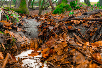 Bilder aus einem Herbstwald mit schönen orange Tönen