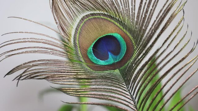 Colorful Indian Peacock feathers isolated, Peacock green and blue plumage moving in breeze or wind 4K slow motion video footage India.  interior decoration material.