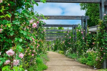 青空と薔薇の道