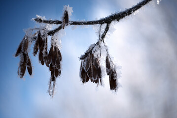 Alder earring in the snow.After a cold night, the branches of the trees in the city park are covered with frost. The background is blurry, boke. Composition of several plants. Russia, nature