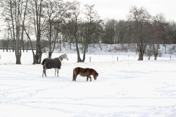 Beautiful Dutch winter landscape, snowy, icy and cold, with a horse and a pony walking in the field. The horse is covered with a blanket against the cold. Bare trees are surrounding the meadow.