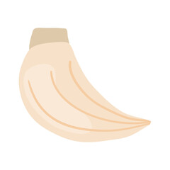 garlic clove icon, colorful design