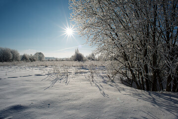 Winter flat landscape.After a cold night, the branches of the trees in the field are covered with frost. The background is blurry, boke. Traces of people, sunny sky, small and large plants are visible