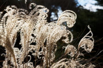 Miscanthus sinensis in Early Spring close-ap. Chinese silver grass r Susuki grass.