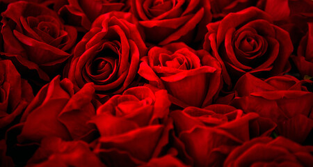 red roses background. Flowers background. 