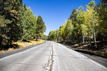 Fototapeta na wymiar The first signs of fall on the road up Arizona's tallest mountain range, just north of Flagstaff. 
