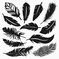 Feather Vector Collection - obrazy, fototapety, plakaty