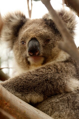 Koala, Phascolarctos cinereus, the most popular tree marsupial. Australia