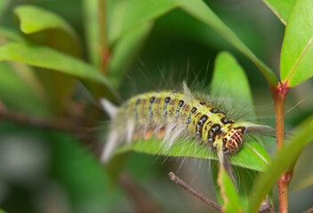 The worm is climbing on the leaf.