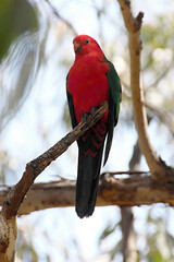 The King Parrot, Alisterus chloropterus moszkowskii, is one of the most beautiful parrots. New Zealand.