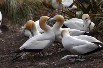 Australasian gannet, Morus serrator nest colony, Muriwai Beach, New Zealand