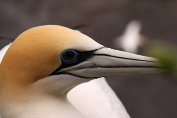 Yellow-eyed Penguin, Megadyptes antipodes, the rarest penguin, North Island, New Zealand
