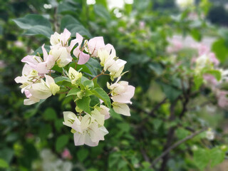 Bougainvillea flowers blooming in the front garden.