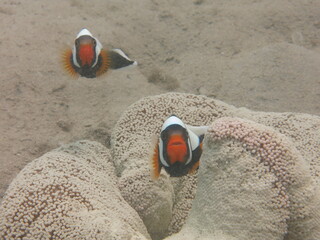 Obraz premium Panda clownfish (Amphiprion polymnus) with sea anemones at reef area