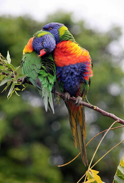 Rainbow lorikeet, Trichoglossus haematodus, are beautifully colored favorite parrots. Australia