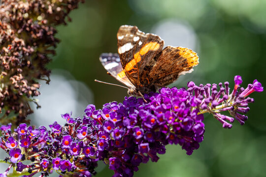 Red Admiral, Vanessa atalanta, butterflies on Buddleja flower or butterfly bush. High quality photo
