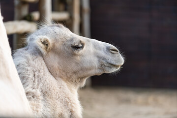 Obraz premium camel in an aviary at the zoo