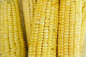 Maíz fresco blanco dulce, choclo
