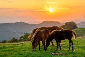 Fototapeta na wymiar chevaux basque