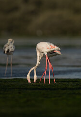 Greater Flamingos feeding on the green carpet of algae at Eker creek in the morning, Bahrain