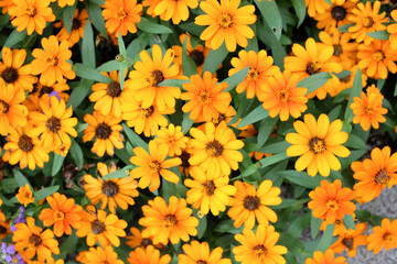 ジニア・プロフュージョン　オレンジ色の花