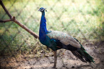 closeup view on beautiful large peacock looks at camera behind black metal grid