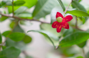 Mickey mouse flowers start to bloom, red petals. Green beads