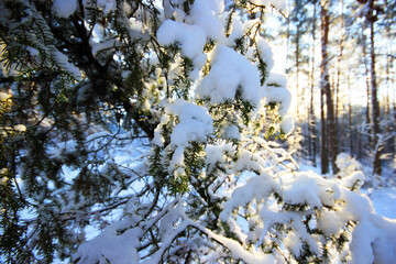 Beautiful winter landscapes in Poland. 