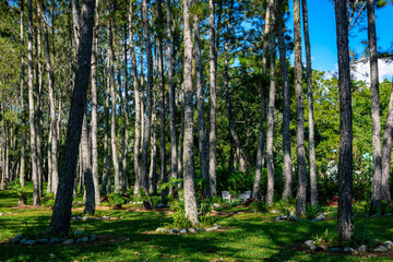 Fototapeta premium trees in the forest