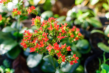 flowers in the garden