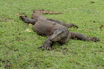 Komodo Dragon resting on grass field at Komodo National Park Indonesia