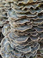 wunderschöne Schmetterlingstrameten auf Baumstamm