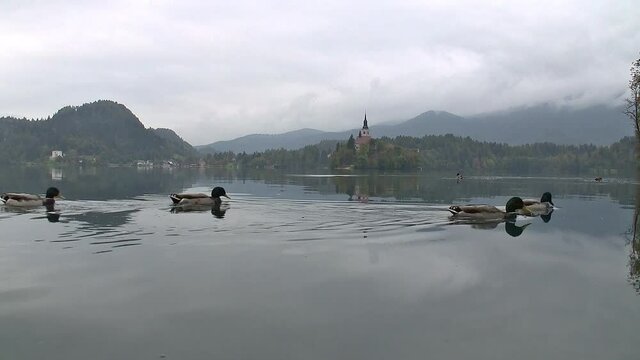 Am Bleder See - Slowenien