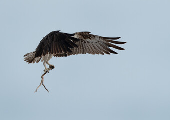 Osprey carrying wooden stick for nest at Hawar island of Bahrain
