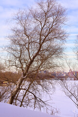 Winter morning on the Ob. A bare tree leans towards an ice-covered river in Novosibirsk