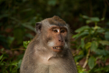 Fototapeta premium Close-up of a face of a crab-eating macaque (macaca fascicularis) in Bali