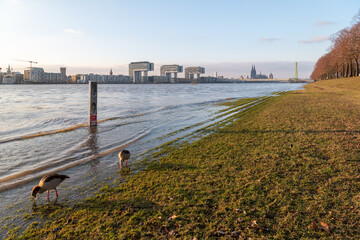 Nilgänse genießen das Hochwasser des Rheins in Köln