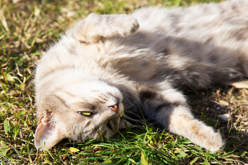 Beautiful tabby cat in the blooming meadow. Cat basks in the spring sun and shows her tummy. beautiful european cat in the grass