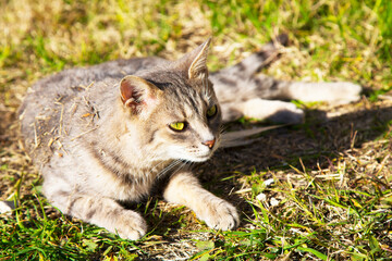 Beautiful tabby cat in the blooming meadow. Cat basks in the spring sun. beautiful european cat in the grass