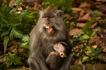 Female long-tailed macaque monkey (macaca fascicularis) breastfeeding her baby in her arms with her her mouth open 