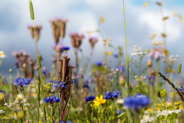 bunte, sommerliche Blumenwiese