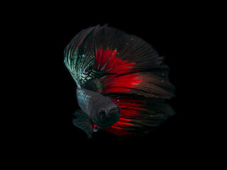 Obraz premium siamese fighting fish (betta fish)