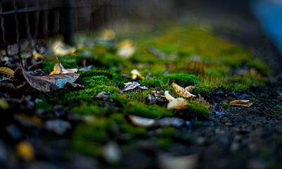 autumn leaves on the ground