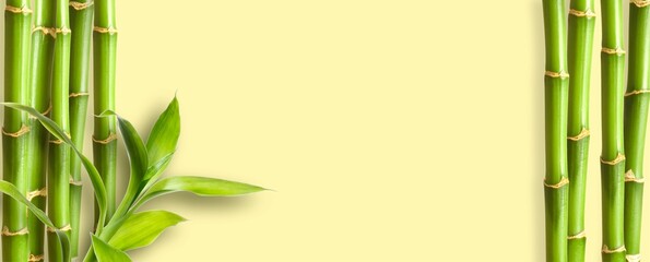 Green bamboo branches on yellow background space for text